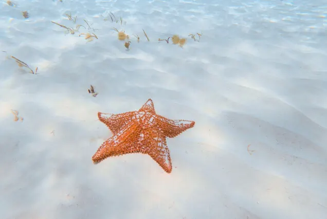estrella-de-mar-en-cozumel