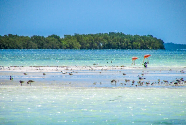 isla-pajaros-en-holbox