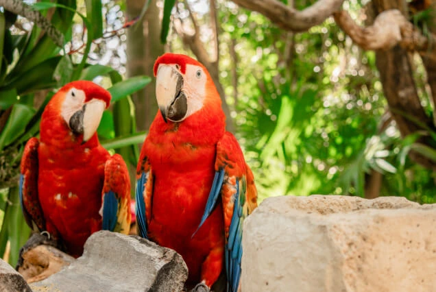 guacamayas-en-xcaret